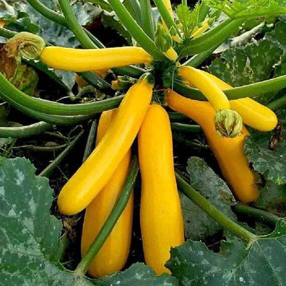 🥒 Imported Yellow Squash হলুদ স্কোয়াশ বীজ (Zucchini Yellow - Hybrid F1) দ্রুত অঙ্কুরোদগম 🌱 রোগ প্রতিরোধ ক্ষমতা বেশি 🛡 দীর্ঘসময় ফলন ধরে রাখে। স্বাস্থ্যসম্মত, কম ক্যালরি ও পুষ্টিকর 🥗 - Image 2