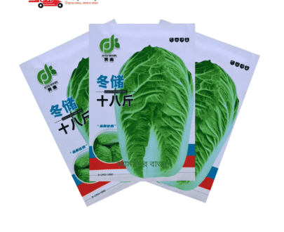 Dongchu 18 Jin চায়নিজ বাঁধাকপি