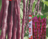 চায়নিজ বেগুনি বরবটি