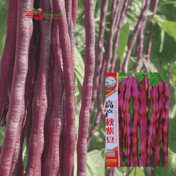 🌱 চায়নিজ বেগুনি বরবটি (50 বীজ) উচ্চ ফলনশীলতা প্রতি গাছে প্রচুর ফলন হয়।রোগ প্রতিরোধী ও টেকসই জাত। বাজারে প্রচুর চাহিদা ও উচ্চমূল্যে বিক্রি করা যায়। - Image 2
