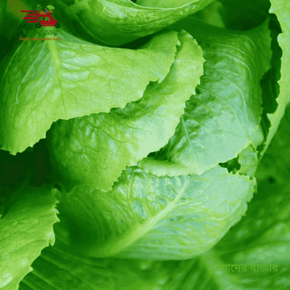 🥬 আইসবার্গ লেটুস বীজ -৫০০ বীজ (Iceberg Lettuce Seed) - Image 2
