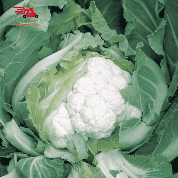 🥦বিদেশী প্রিমিয়াম হাই কোয়ালিটি ৬০ দিনের ফুলকপি (প্রায় ১০০ খাঁটি বীজ) সাদা, ঘন ও খাসাযুক্ত ফুলকপি যা দ্রুত ফলনশীল এবং মাত্র ২ মাসে পরিপক্ব ফসল। এটি উৎপাদনকারী চীনের বিখ্যাত Beijing Jinnong Agricultural Development Co. Ltd. যা Government Certified (China) দ্বারা স্বীকৃত। - Image 2