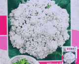Snow White Cauliflower