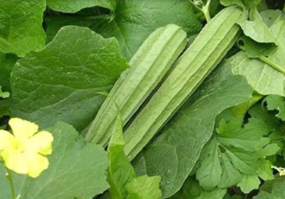 Luffa Acutangular - লম্বা ঝিঙ্গা (প্রায় ২২ বীজ) চীনের উন্নত গবেষণা প্রযুক্তিতে তৈরি। লম্বাটে, সবুজ ও দাগ কাটা আকৃতি। মাংসল- নরম ও সুস্বাদু । দ্রুত বৃদ্ধি ও দীর্ঘ সময় ধরে ফলন দেয়। - Image 2