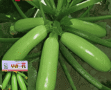 সবুজ স্কোয়াশ