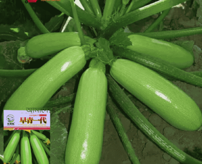 সবুজ স্কোয়াশ