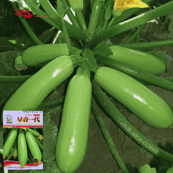 সবুজ স্কোয়াশ