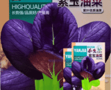 Purple Lady Bok Choy