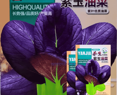 Purple Lady Bok Choy