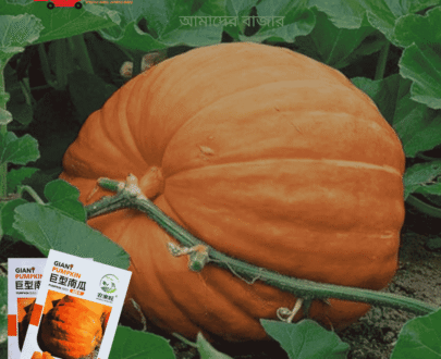Giant Pumpkin বড় আকৃতির কুমড়া