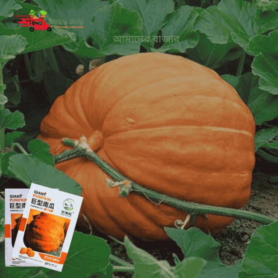 Giant Pumpkin বড় আকৃতির কুমড়া