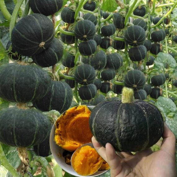 Japanese Pumpkin (জাপানি কুমড়া বীজ) - উচ্চ ফলনশীল বিদেশি জাত যা প্রতি গিটে গিটে কুমড়া ধরে। অল্প সময়ে বেশি ফলন। বাজারে ভালো দামে বিক্রি। - Image 2