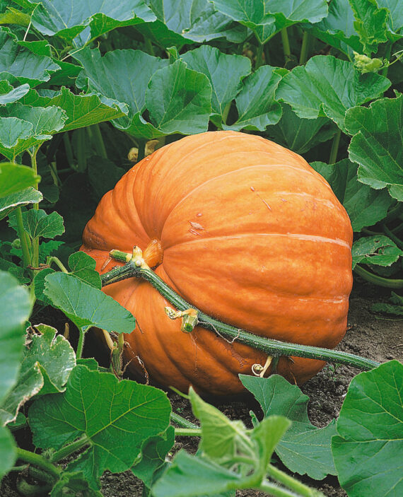 🌱Giant Pumpkin বড় আকৃতির কুমড়া (Nongjiawang ব্র্যান্ডের Superior Quality) উচ্চ ফলনশীল ও উন্নত মানের কুমড়া বীজ। কুমড়া হয় বিশাল ও মিষ্টি, গড় ওজন ৫০–১০০ কেজি - Image 2