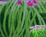 Unframed Long Bean