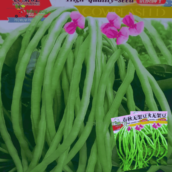 Unframed Long Bean