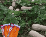 Sweet মধু জাতের কুমড়া