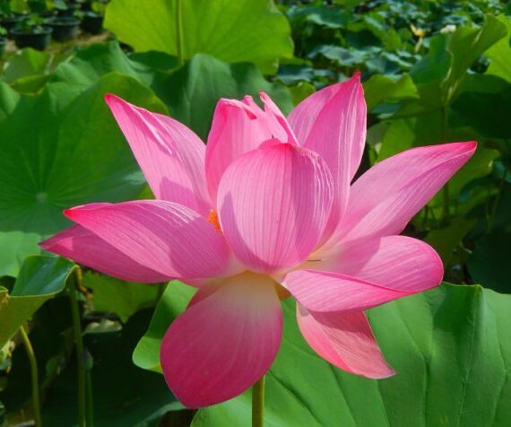 বড় পদ্মফুল - Giant Lotus (বিশুদ্ধ ৫ বীজ) এটি জলজ বহুবর্ষজীবী। বড় আকারের- আকর্ষণীয় গোলাপি ও সাদা-গোলাপি ফুল। বহু ফুল ফোটে- দীর্ঘসময় সৌন্দর্য ধরে রাখে। শত বছর পরেও অঙ্কুরিত হয়। - Image 2