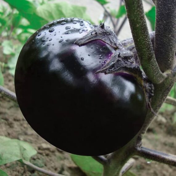 চাইনিজ Purple Round Eggplant (বেগুনি তাল বেগুন) বিশাল গোলাকার এবং দুর্দান্ত ফলনশীল। গড় ওজন প্রতিটি বেগুনের 500 গ্রাম পর্যন্ত। বাজারে উচ্চ চাহিদা ও মুনাফা নিশ্চিত করে। - Image 2