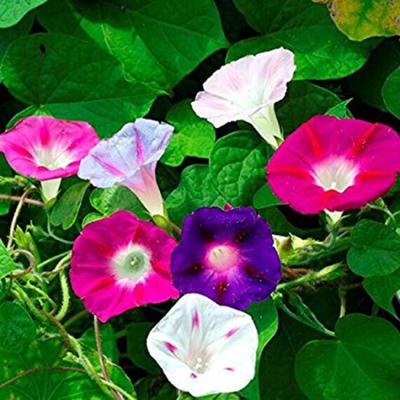 🌞 Morning Glory-মর্নিং গ্লোরি🌞 প্রাকৃতিক সৌন্দর্যে ভরা বর্ণিল লতানো ফুল (প্রায় ৫০ টি বীজ) সকালে ফোটে, বিকেলে বন্ধ হয়🌞  একক ও দ্বৈত রঙে বৈচিত্র্য। হালকা সৌরভ ছড়ায় ও ঘন পাতার পর্দা🌿 - Image 2