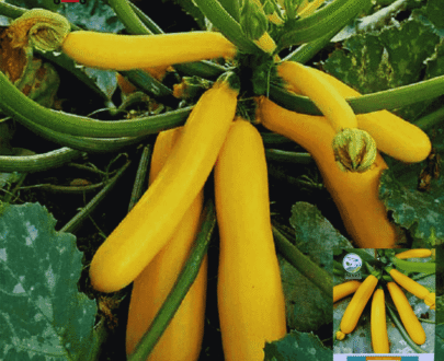Yellow Squash