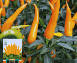 Golden Finger Chili