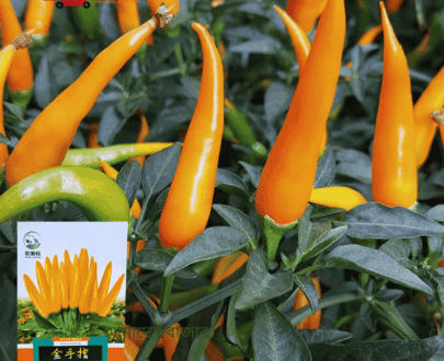 Golden Finger Chili