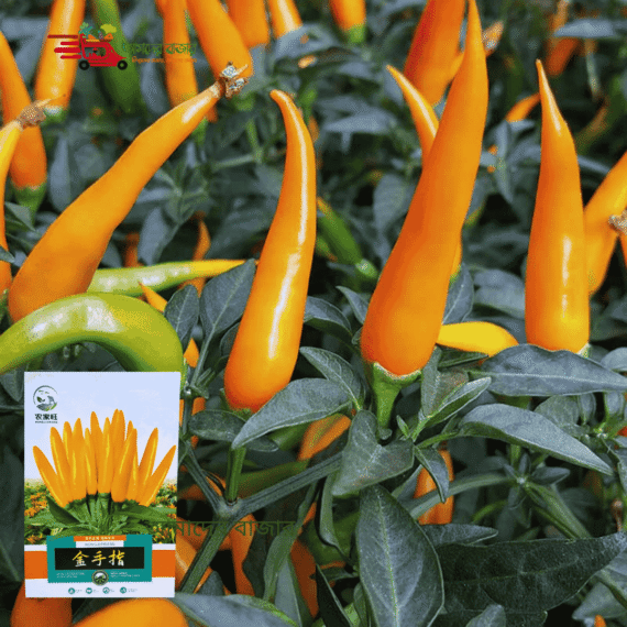 Golden Finger Chili