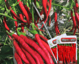 চায়নিজ Hot Long Chili