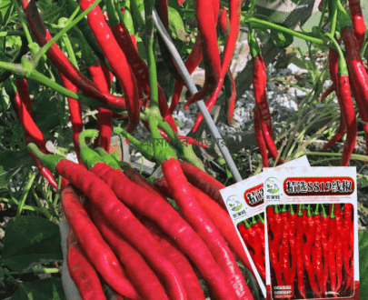 চায়নিজ Hot Long Chili