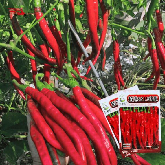 চায়নিজ Hot Long Chili