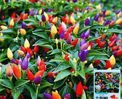 Rainbow Chili