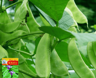 চায়নিজ Green Eyebrow Beans – সবুজ শিম