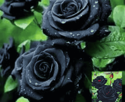 Denmark Black Rose