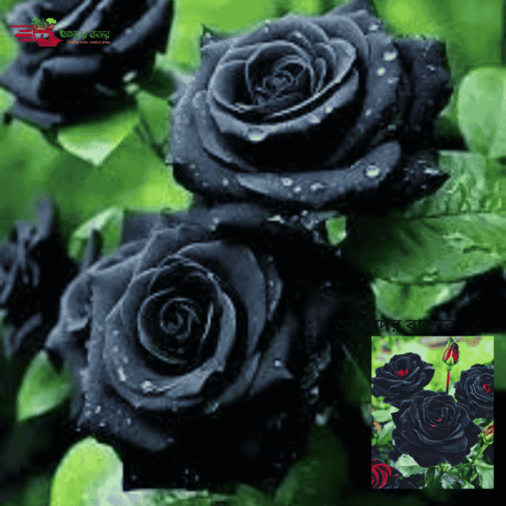Denmark Black Rose