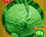 Green Cabbage সবুজ বাঁধাকপি