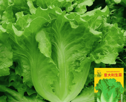 Italian Lettuce