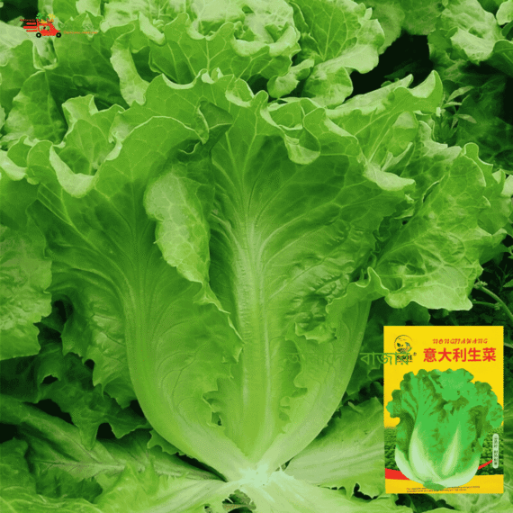 Italian Lettuce