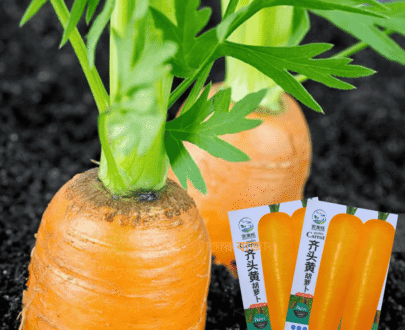 Green-Orange Tubular Carrot