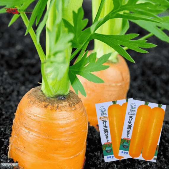 Green-Orange Tubular Carrot
