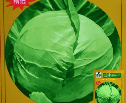 Green Cabbage সবুজ বাঁধাকপি