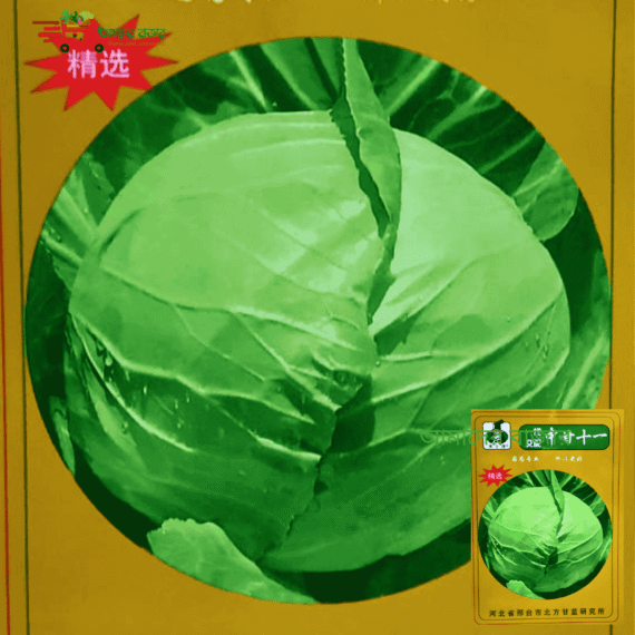 Green Cabbage সবুজ বাঁধাকপি