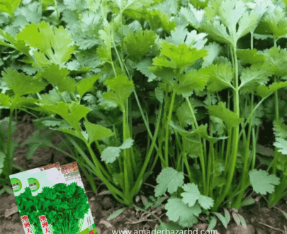 Australian Coriander (ধনেপাতা)