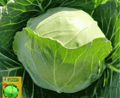 Green Cabbage - সবুজ বাঁধাকপি