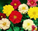 মিনি ডালিয়া- Miniature Dahlia