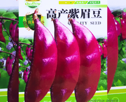লাল শিম