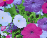 Morning Glory