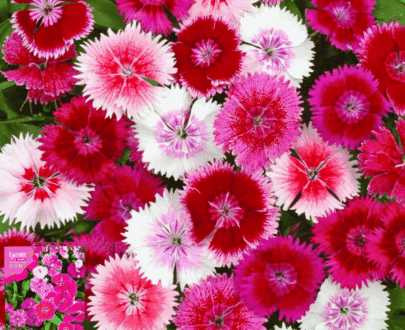 Dianthus