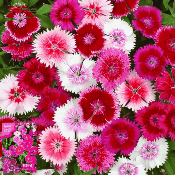 Dianthus