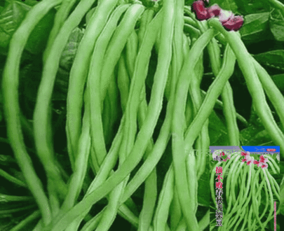 Spring and Autumn Yardlong Bean