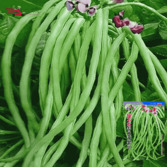 Spring and Autumn Yardlong Bean